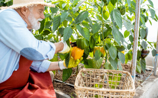 anziani e attività ricreative