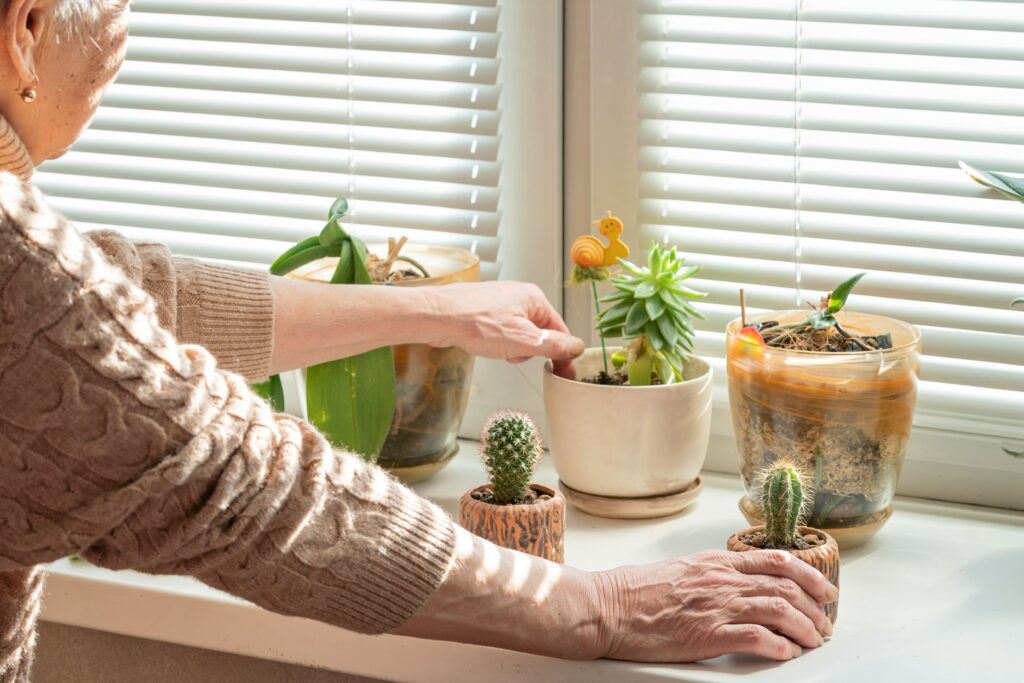 Anziani e piante da interni in inverno: consigli per mantenerle rigogliose e sane