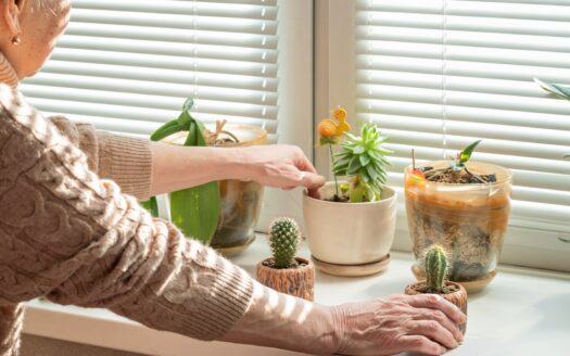 Anziani e piante da interni in inverno: consigli per mantenerle rigogliose e sane